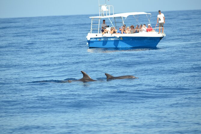 Alghero - Dolphin Watching and Guided Snorkeling (summer tour) - Why this Alghero dolphin tour feels different