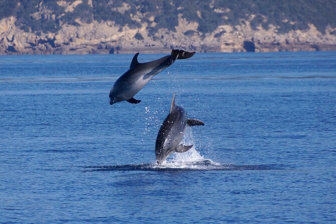 Alghero - Dolphin Watching and Guided Snorkeling (summer tour) - Guided snorkeling for first-timers