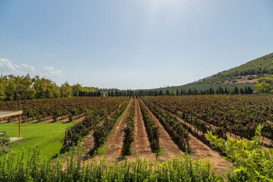 Alghero: Wine and Olive Oil Tasting at a Local Farm - My practical verdict