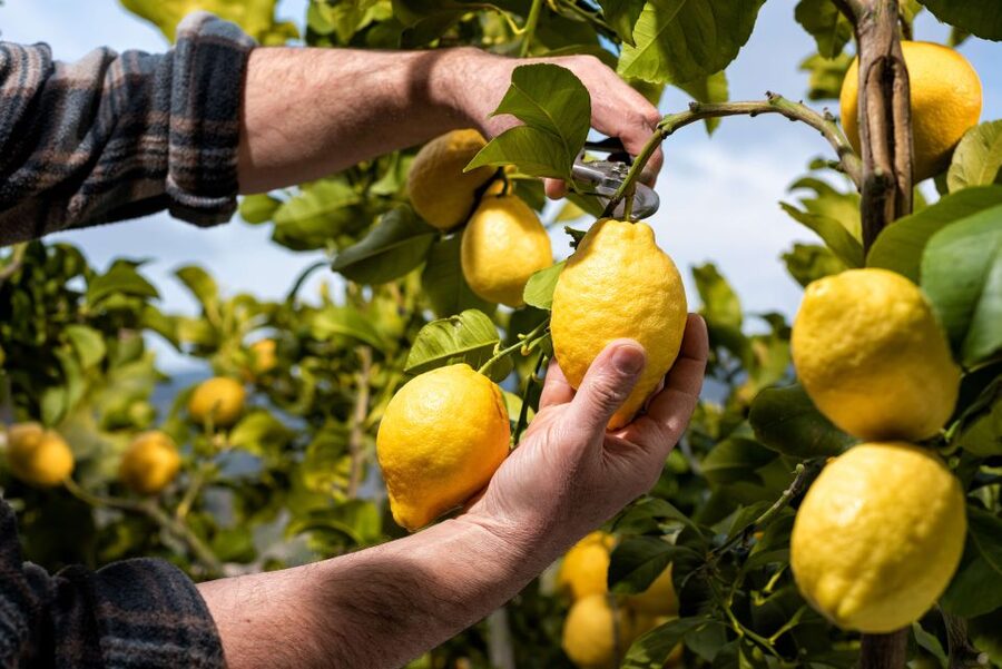Amalfi: Cooking Class and Farmhouse Visit With Meal - From garden basket to outdoor kitchen