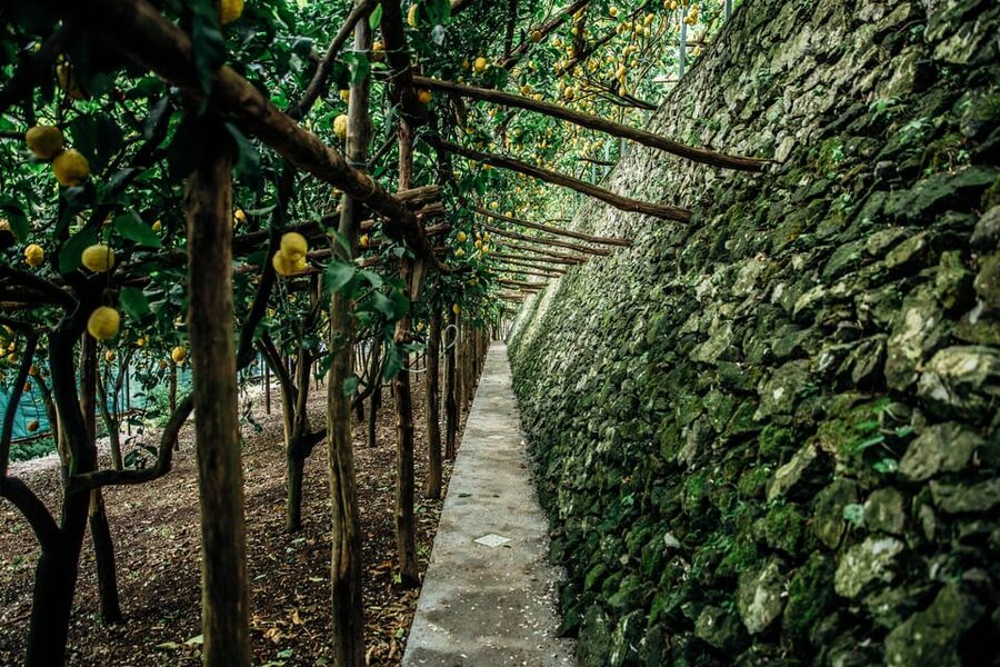 Amalfi: Vertical Lemon Farm Tour, Tastings, and Rural Museum - Inside the limoncello laboratory
