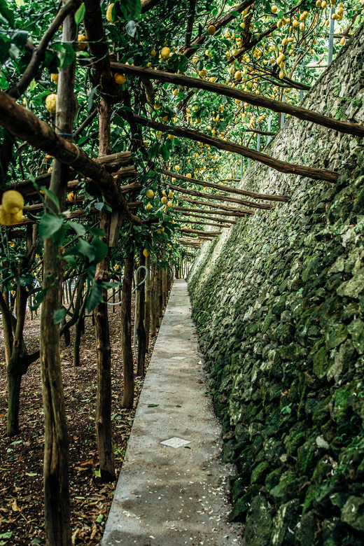 Amalfi: Vertical Lemon Farm Tour, Tastings, and Rural Museum - Is $41 a good value?