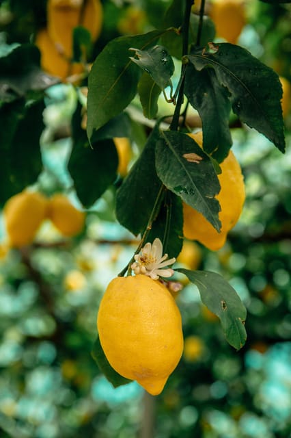 Amalfi: Vertical Lemon Farm Tour, Tastings, and Rural Museum - Finding the farm on Via delle Cartiere