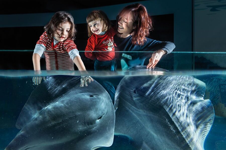 Aquarium of Cattolica Entry Ticket - Feeding sessions add movement to the visit
