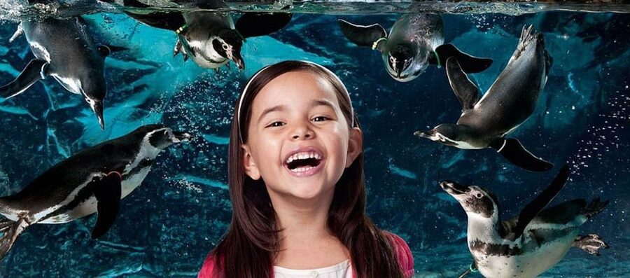 Aquarium of Cattolica Entry Ticket - Giant Insects XXL shows nature at an unusual scale