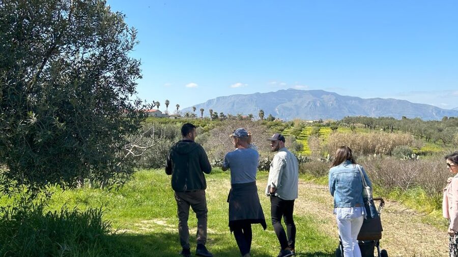 Balestrate: Olive Grove Tour with Wines & Olive Oil Tasting - Why this small Sicilian farm visit feels different