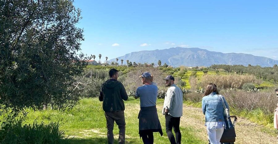 Balestrate: Olive Grove Tour with Wines & Olive Oil Tasting - Walking through the olive grove with Francesco