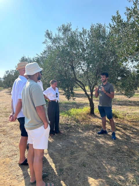 Balestrate: Olive Grove Tour with Wines & Olive Oil Tasting - Wine, vinegar, glaze, and limoncello at the family table