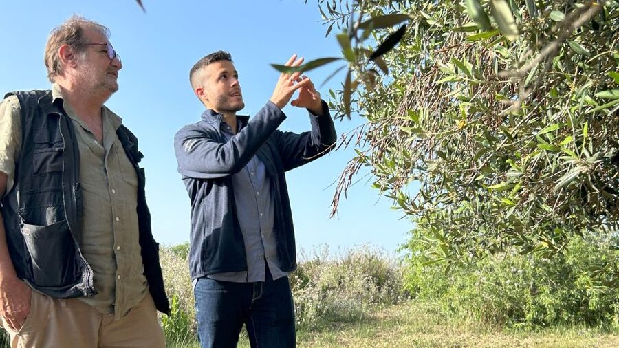 Balestrate: Olive Grove Tour with Wines & Olive Oil Tasting - Meeting at Bivio Quattro Vanelle