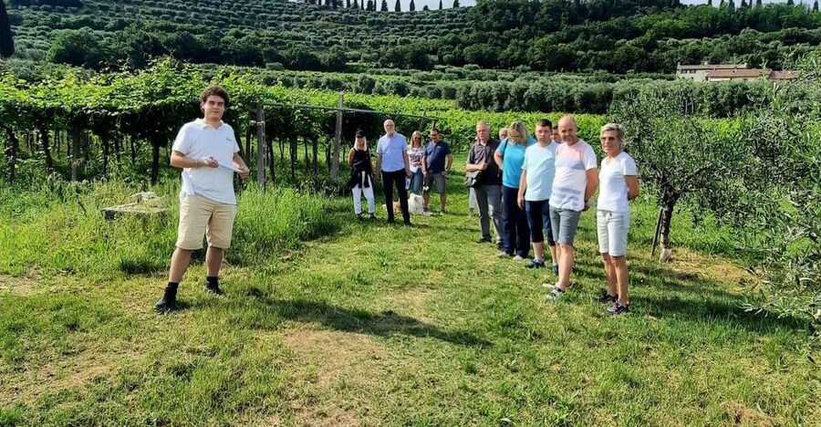 Bardolino: Vineyard Tour with Wine, Olive Oil & Food Tasting - Key points at a glance