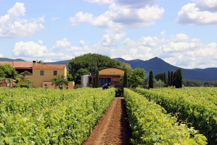 Bolgheri: Winery Tour with Wine Tasting - Price, transport, and practical value