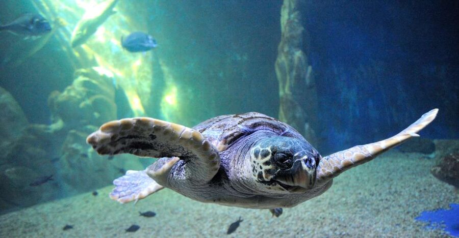 Cala Gonone: Cala Gonone Aquarium Entry Ticket - Key points at a glance