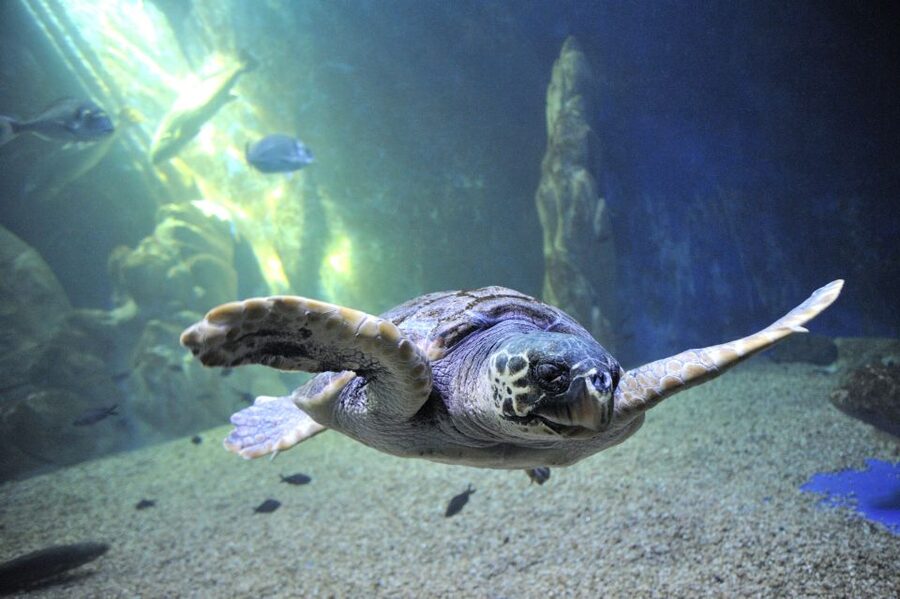 Cala Gonone: Cala Gonone Aquarium Entry Ticket - A marine stop between mountain and sea