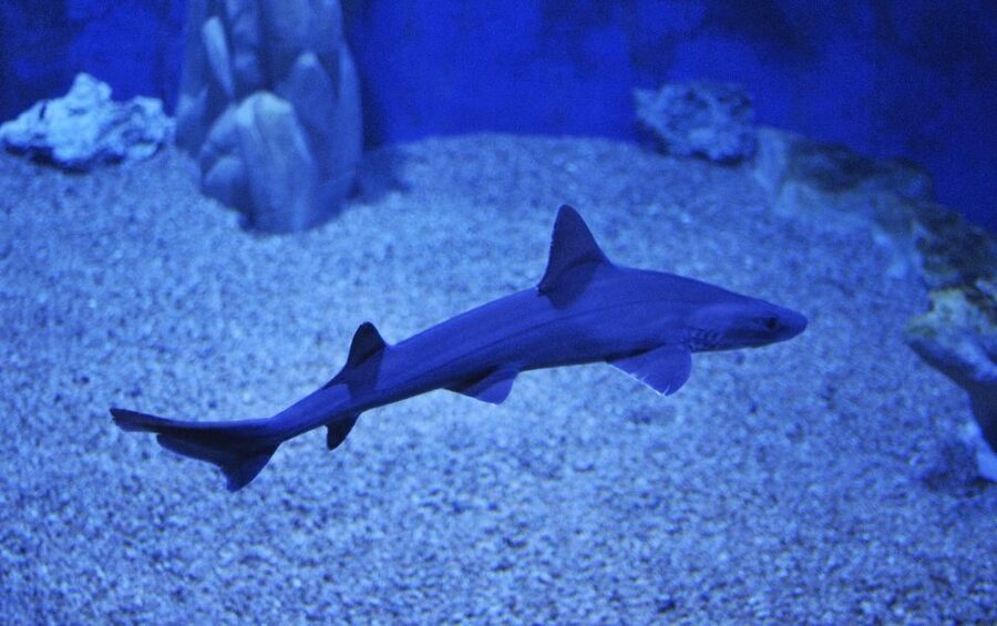 Cala Gonone: Cala Gonone Aquarium Entry Ticket - Local Mediterranean life first
