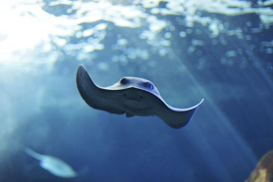 Cala Gonone: Cala Gonone Aquarium Entry Ticket - Following the 24-tank route