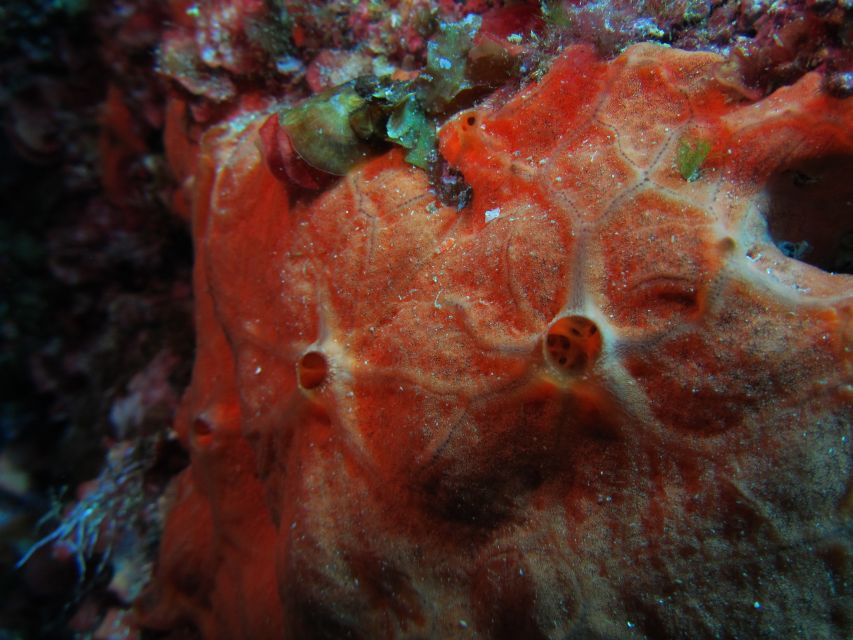Catania: Gulf Scuba Diving Tour with Marine Biologist - Practical tips for getting the most from the session