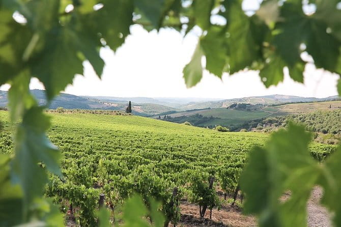 Chianti Wine Tour from Florence - Who should book this Chianti outing?
