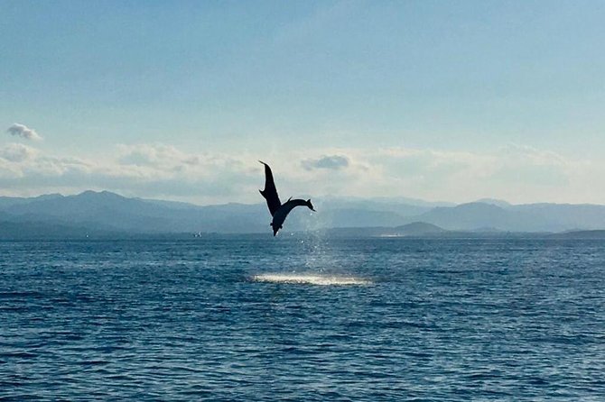 Dolphin Watching Tour - from Golfo Aranci - Why Figarolo is such a good dolphin-watching spot