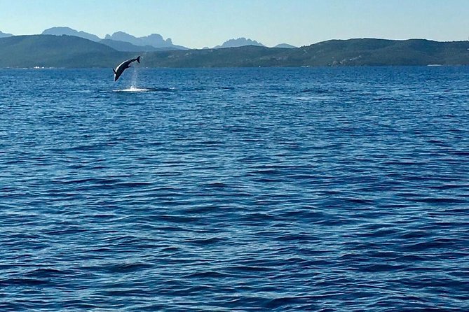 Dolphin Watching Tour - from Golfo Aranci - What the 90 minutes feels like