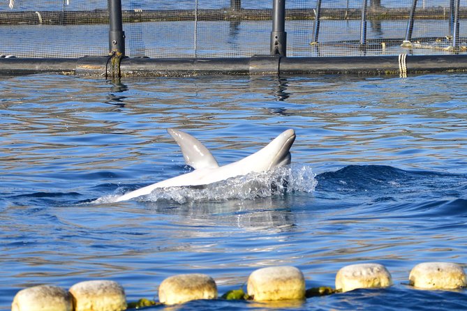 Dolphin Watching Tour - from Golfo Aranci - Who will enjoy this boat trip most?