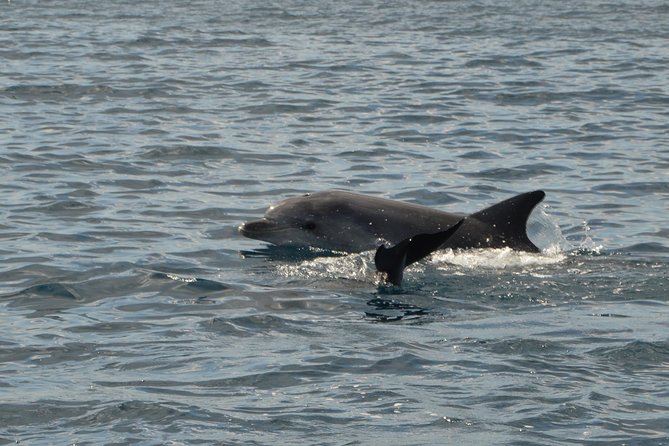 Dolphin Watching Tour - from Golfo Aranci - From Spiaggia Sos Aranzos to Figarolo in five minutes