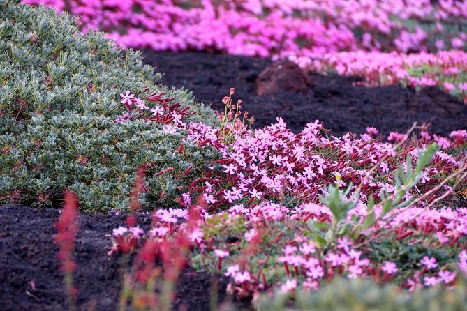 Etna Tour in 4x4 - Should you book the Etna 4x4 tour?