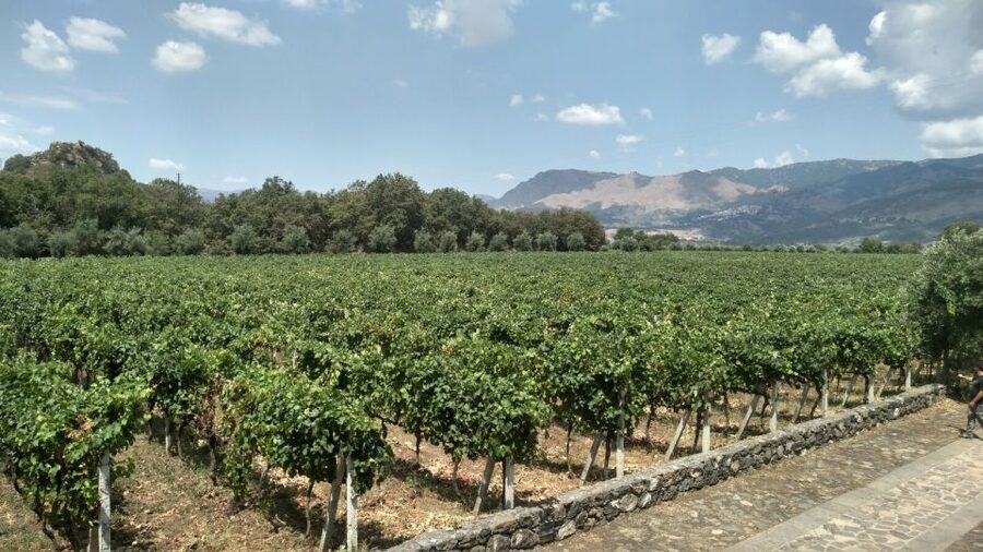 Etna: Wine Tasting and Food Tour - Key points to know before booking