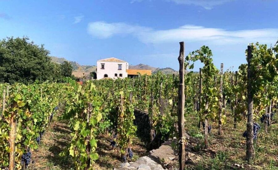 Etna: Wine Tasting and Food Tour - The first winery and the first three wines