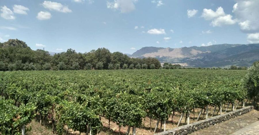 Etna: Wine Tasting and Food Tour - Zafferana Etnea and the honey stop