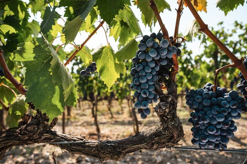 Florence: Chianti Vineyards Tour with Wine Tasting & Dinner - What the hosts add to the experience