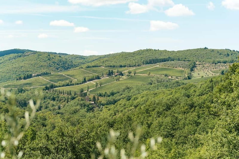 Florence: Chianti Wineries Tour with Wine Tasting - What you actually eat and drink