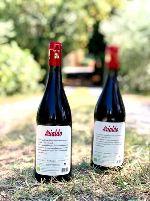 Florence: Countryside Tour with Wine Tasting & Pasta Class - Inside the cellar: five wines and small Tuscan pairings