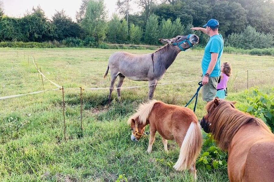 Florence: Countryside Tour with Wine Tasting & Pasta Class - Food requirements and who should skip it