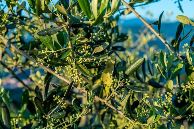 Florence Food Tour: Home-Made Pasta, Truffle, Cantucci, Olive Oil, Gelato - Arco di San Pierino and the savory Tuscan stop