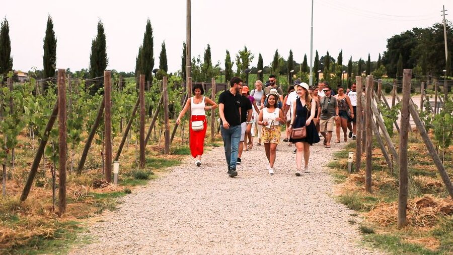 Florence: S. Gimignano, Siena, Chianti & Wine Tasting Lunch - Walking, accessibility, and small practical details