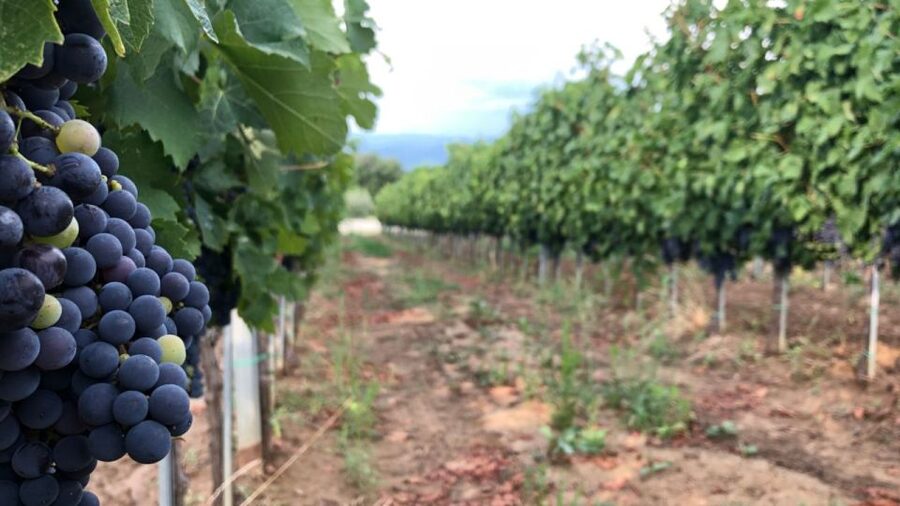 Frascati Wine Road from Rome: Tasting & Lunch - Practical Tips Before You Book