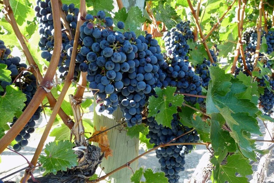 From Catania: Mount Etna Half-Day Tour and Wine Experience - Key points at a glance