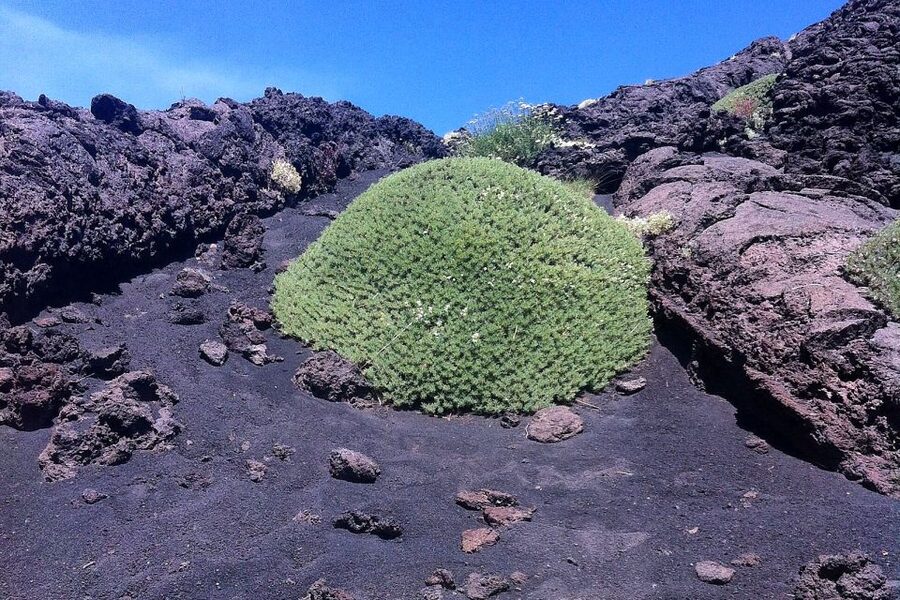 From Catania: Mount Etna Half-Day Tour and Wine Experience - Why this Etna day trip works so well