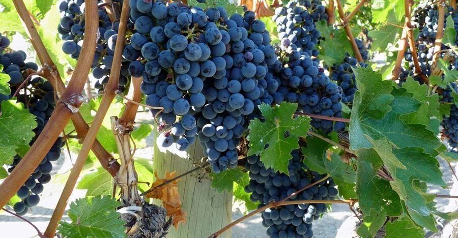 From Catania: Mount Etna Half-Day Tour and Wine Experience - The lava cave adds a different kind of adventure