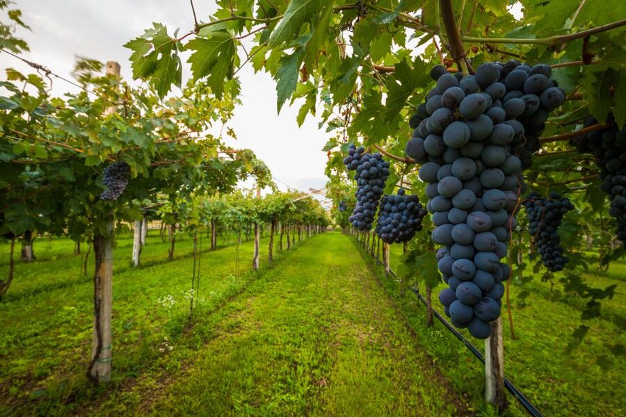 From Florence: Chianti Wine Tour with Tasting - Why this Chianti trip works well from Florence