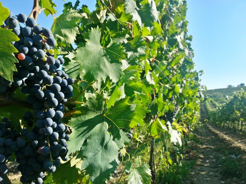 From Florence: Chianti Wine Tour with Tastings - Is five hours enough for Chianti?