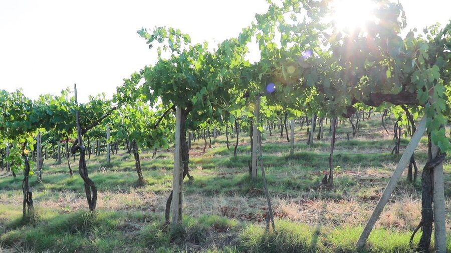 From Florence: Chianti Wine Tour with Tastings - Guides, coach comfort, and the group experience