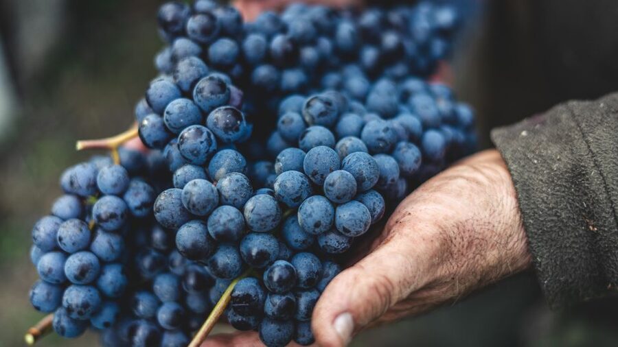 From Florence: Private Chianti Hills Tour with Tasting - Is the $1,166 price good value?