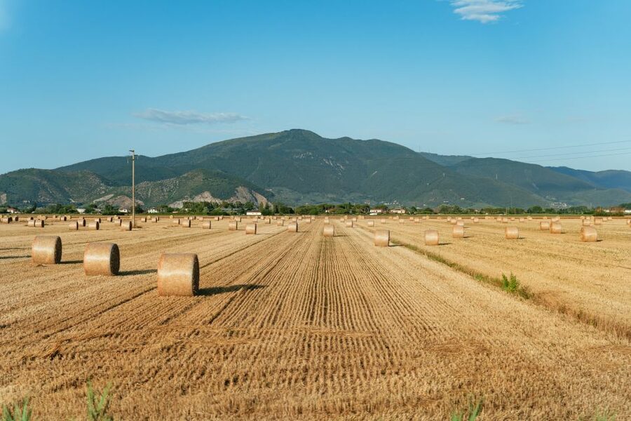 From Florence: Siena, San Gimignano, Pisa & Lunch at Winery - Is the $112 price worth it?