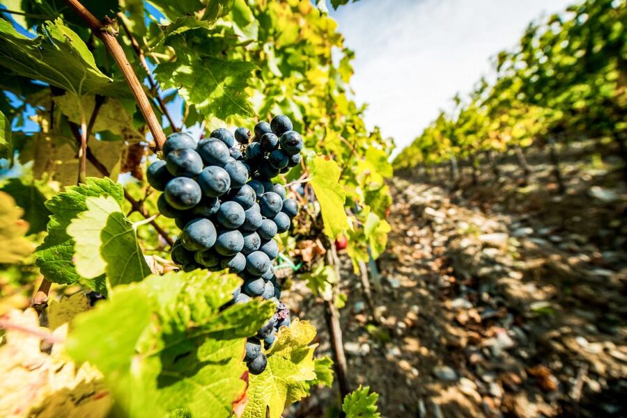 From Florence: Tuscany Wine & Food Tour with Guide - The historic villa and final tasting