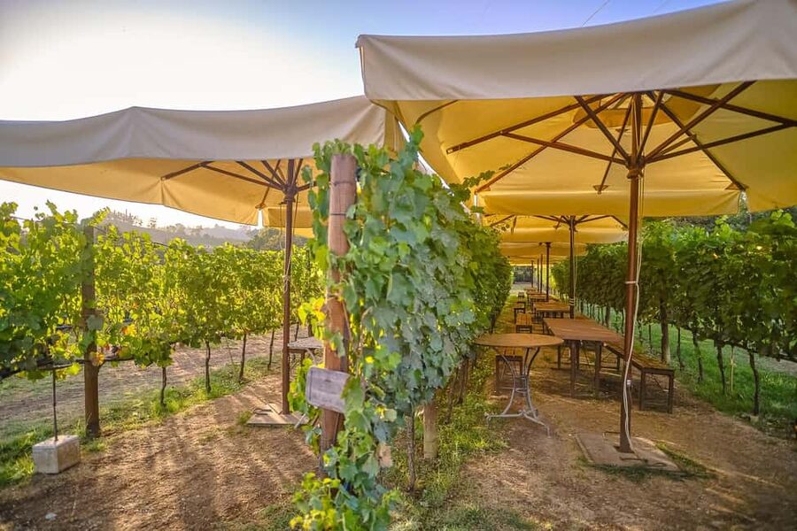 From Florence: Wine Tasting and Dinner in Chianti Vineyards - The first estate: wine making, cellars, and olive oil