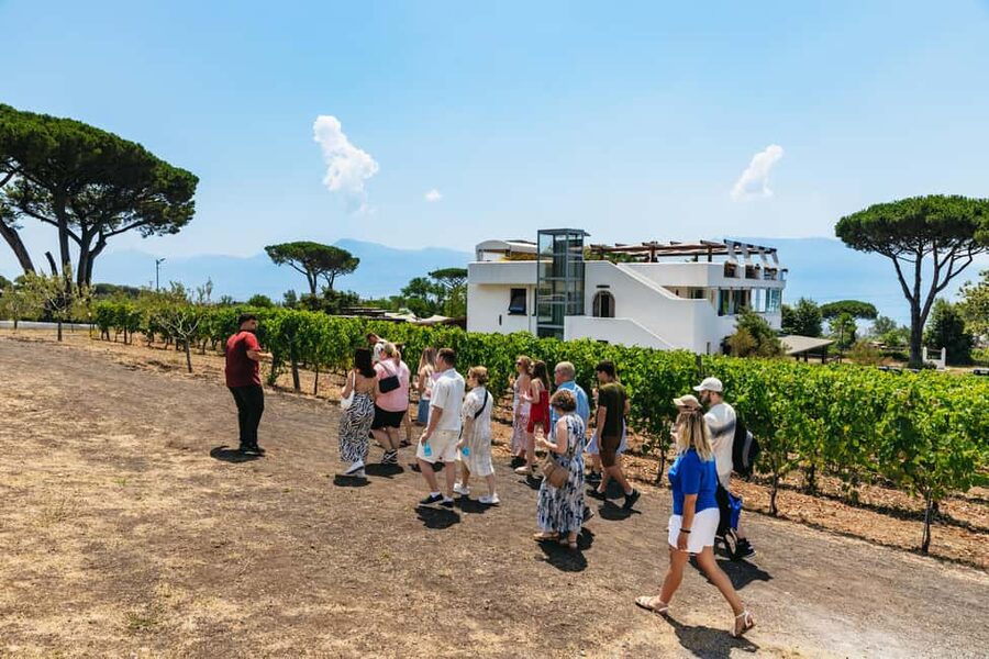 From Naples: Wine Tasting Tour on Vesuvius Slopes with Lunch - Value, guides, and the small compromises