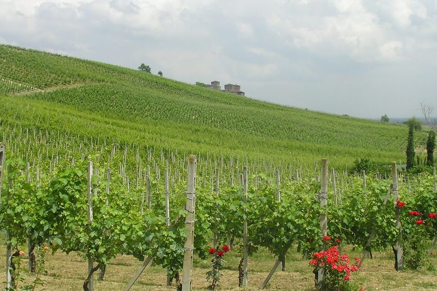 From Parma: Parmesan, Parma Ham & Balsamic Vinegar Tour - Lunch at a local trattoria