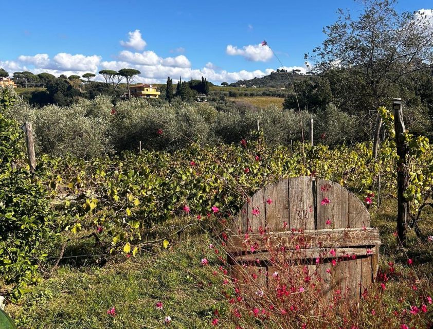 From Rome: Half-Day Frascati Wine Tour with Farmhouse Lunch - Frascati is more than a wine label