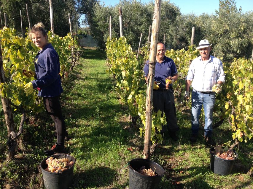 From Rome: Half-Day Frascati Wine Tour with Farmhouse Lunch - The first taste comes in town